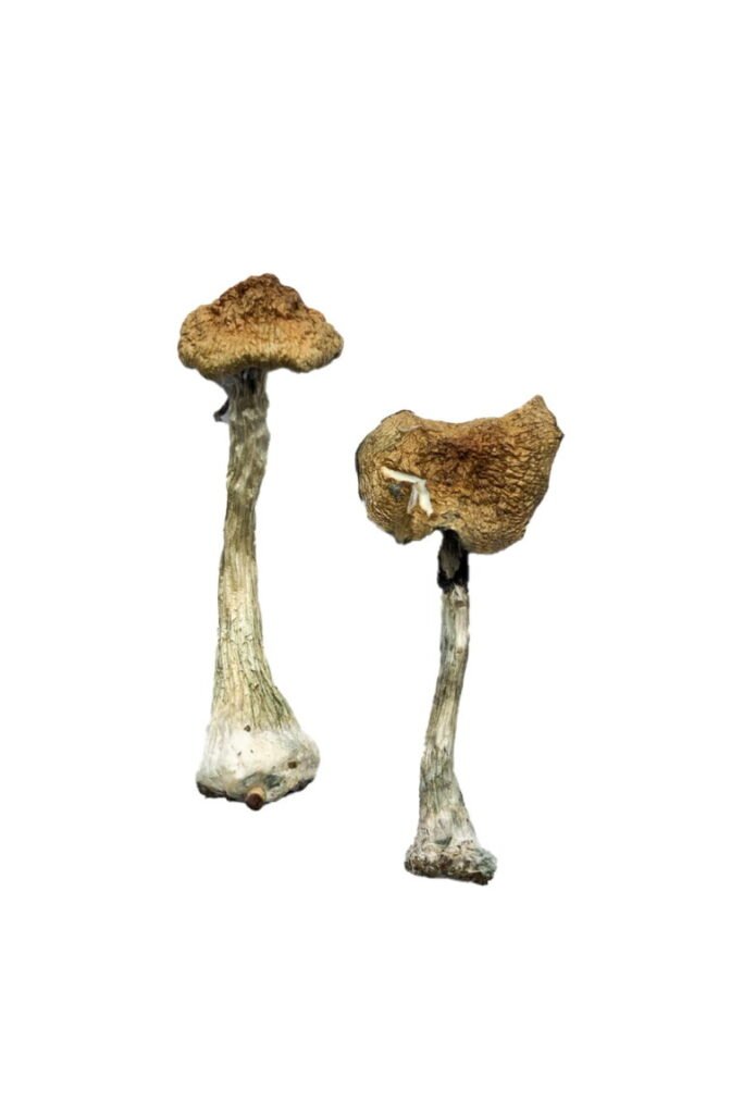 magic mushrooms kaufen, magic mushrooms kaufen, magic mushroom kaufen, magic mushrooms kaufen legal, magic mushrooms kaufen venlo magic mushrooms kaufen, magic mushrooms kaufen, magic mushroom kaufen, magic mushrooms kaufen legal, magic mushrooms kaufen venlo