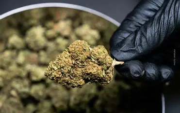cannabis ohne rezept online kaufen, cannabis online kaufen, gras kaufen cannabis ohne rezept online kaufen, cannabis online kaufen, gras kaufen